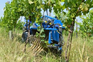 shoot remover in a vineyard