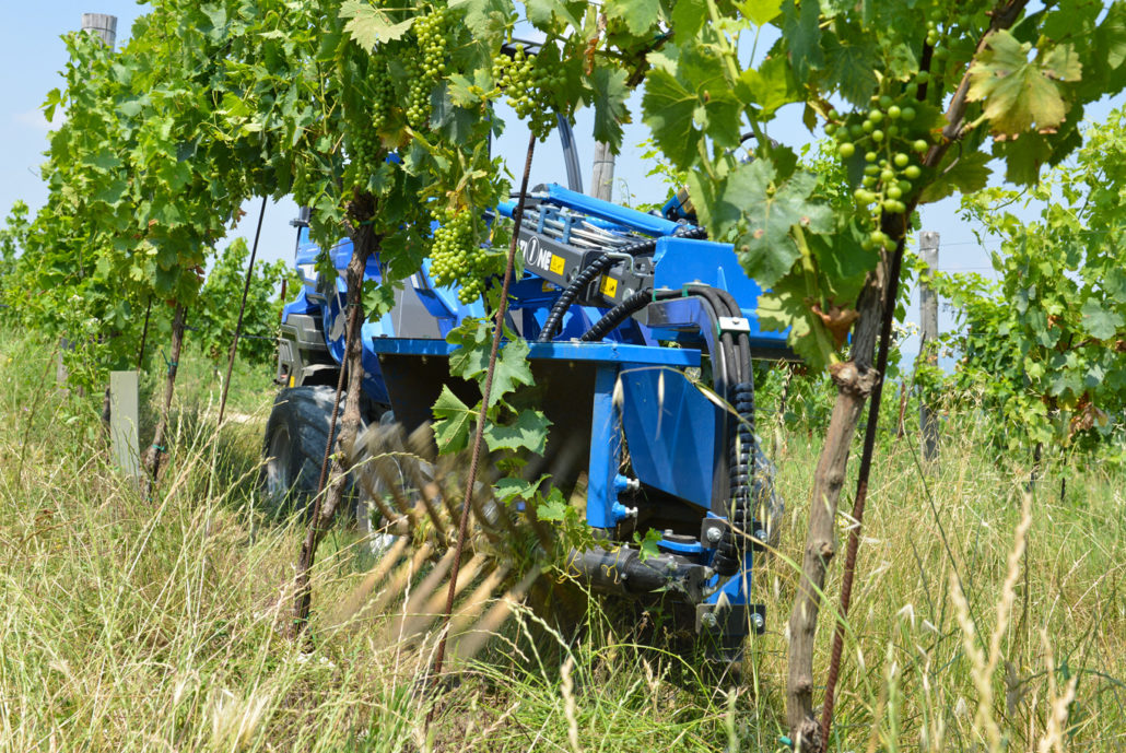 shoot remover in a vineyard