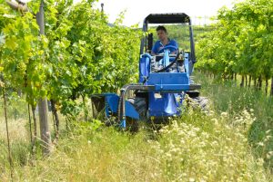 shoot remover in action in a vineyard seen from the front